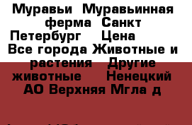 Муравьи, Муравьинная ферма. Санкт-Петербург. › Цена ­ 550 - Все города Животные и растения » Другие животные   . Ненецкий АО,Верхняя Мгла д.